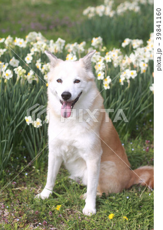 笑顔で座る犬と水仙の花 39841160