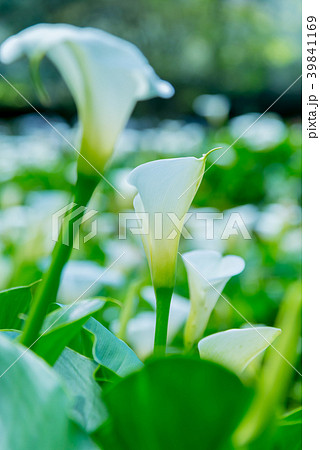 台北 台北市 タイペイ 39841169