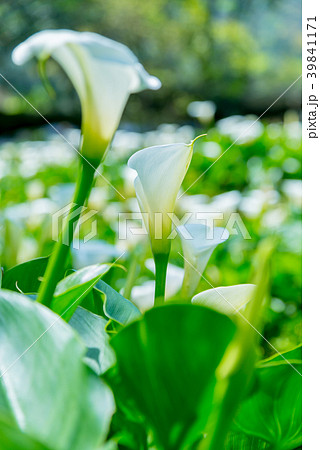 台北 台北市 タイペイ 39841171