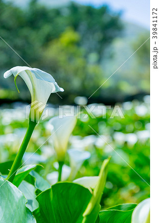 台北 台北市 タイペイ 39841172