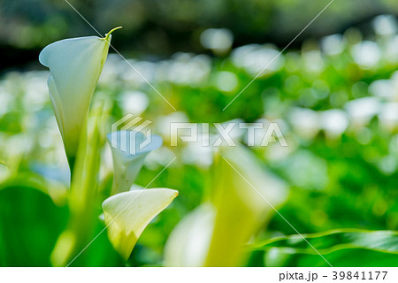 台北 台北市 タイペイ 39841177