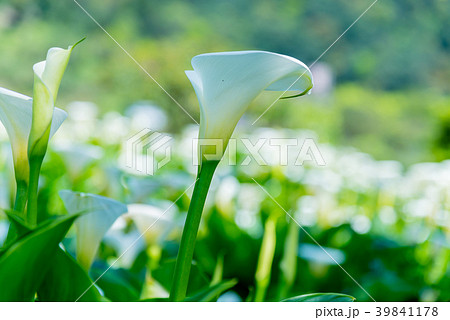 台北 台北市 タイペイ 39841178