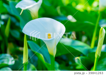 台北 台北市 タイペイ 39841263