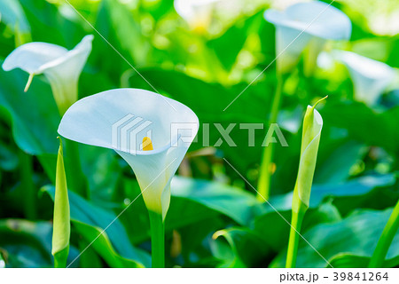 台北 台北市 タイペイ 39841264