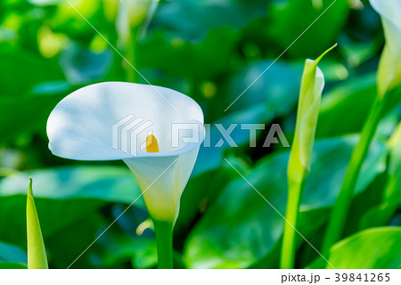 台北 台北市 タイペイ 39841265