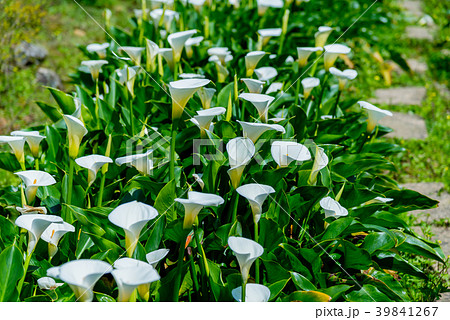 台北 台北市 タイペイ 39841267