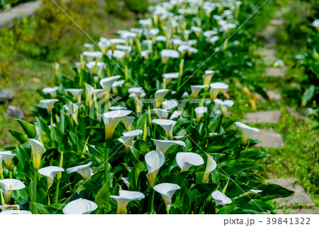 台北 台北市 タイペイ 39841322