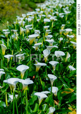 台北 台北市 タイペイ 39841324