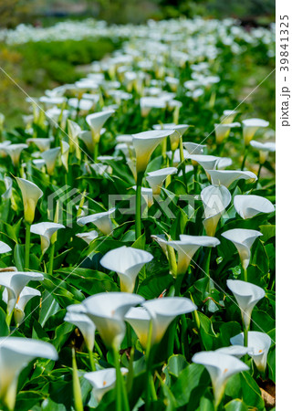 台北 台北市 タイペイ 39841325