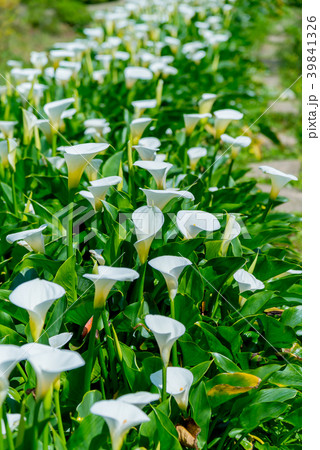 台北 台北市 タイペイ 39841326