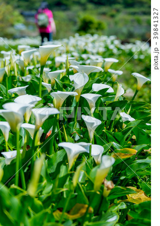 台北 台北市 タイペイ 39841327