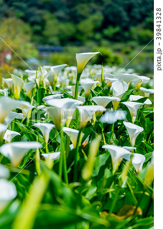 台北 台北市 タイペイ 39841328