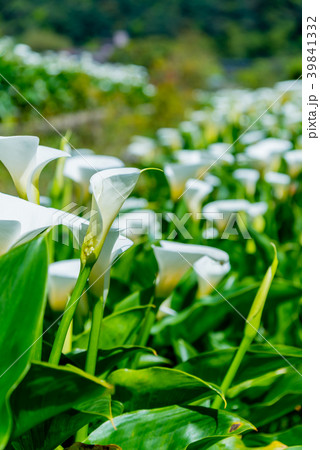 台北 台北市 タイペイ 39841332