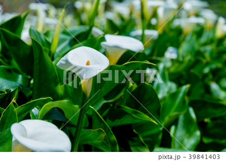 台北 台北市 タイペイ 39841403