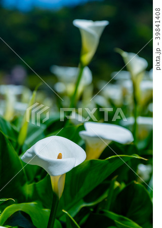 台北 台北市 タイペイ 39841408