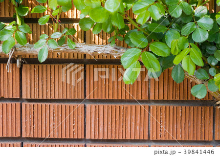 背景素材 バラとレンガ塀 背景素材 バラとレンガ塀 39841446