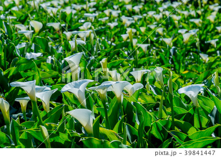 台北 台北市 タイペイ 39841447