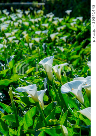 台北 台北市 タイペイ 39841448