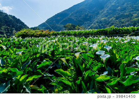 台北 台北市 タイペイ 39841450