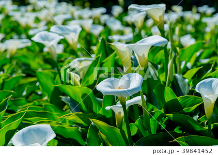 台北 台北市 タイペイ 39841452