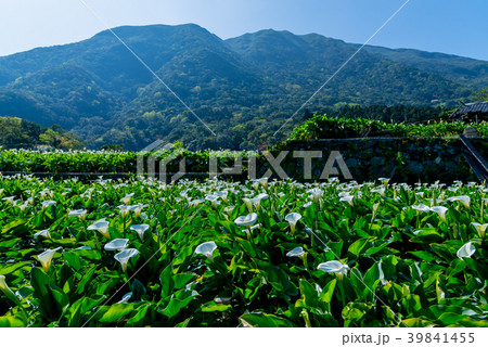 台北 台北市 タイペイ 39841455