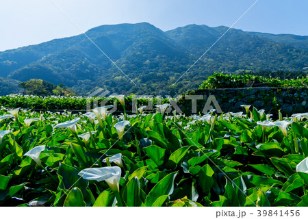 台北 台北市 タイペイ 39841456