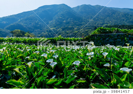 台北 台北市 タイペイ 39841457