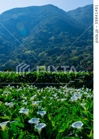 台北 台北市 タイペイ 39841491