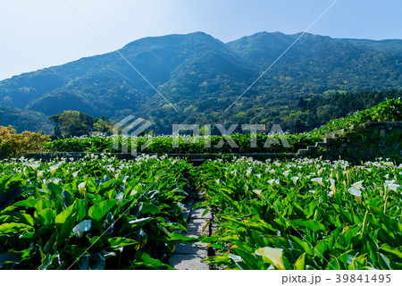 台北 台北市 タイペイ 39841495