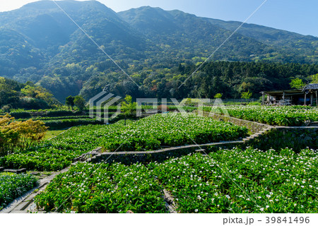 台北 台北市 タイペイ 39841496