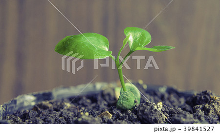 トウミョウ 発芽する 若芽 39841527