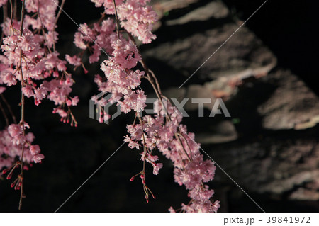 舞鶴公園の夜桜 39841972