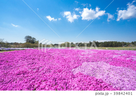 芝桜 芝桜 39842401
