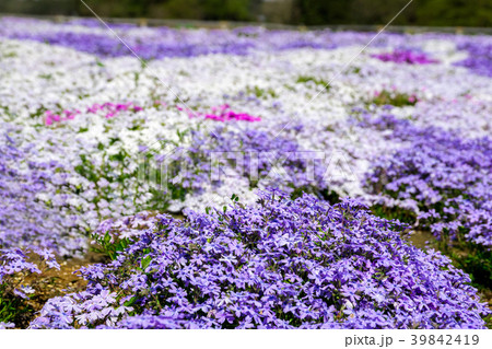 芝桜 39842419