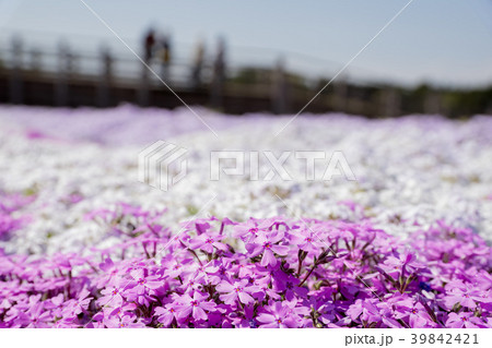 芝桜 39842421