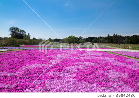 芝桜 39842436