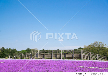 芝桜 39842449
