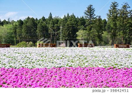 芝桜 芝桜 39842451