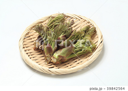 山菜たらの芽 39842564