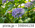 アジサイ 39844138
