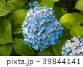 アジサイ 39844141