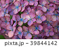 アジサイ 39844142