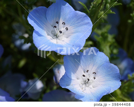 ネモフィラ⑳ 39844408