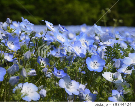 ネモフィラ㊱ 39844424