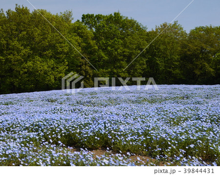 ネモフィラ㊶ 39844431