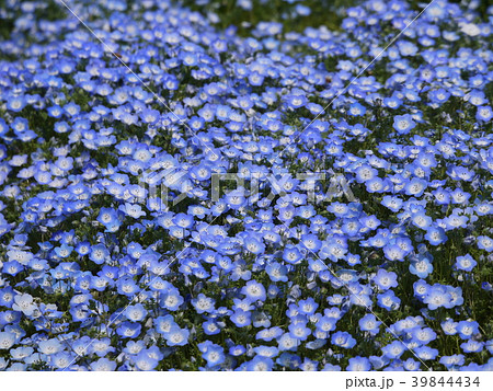 ネモフィラ㊸ 39844434