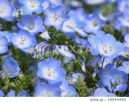 ネモフィラ㊾ ネモフィラ㊾ 39844440