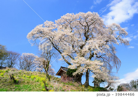 天神夫婦桜 福島県 天神夫婦桜 福島県 39844466