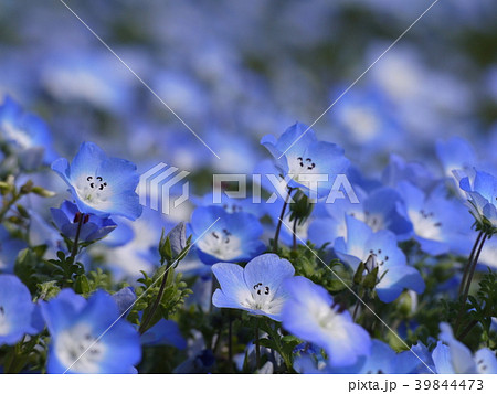 ネモフィラ（51） 39844473