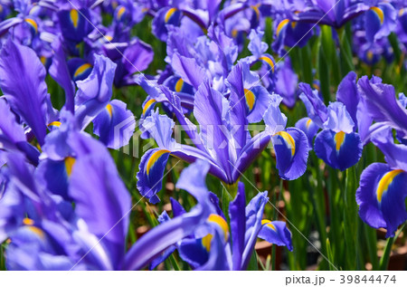 菖蒲の花 アヤメ花 アリス 39844474